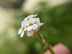 Cakile lanceolata