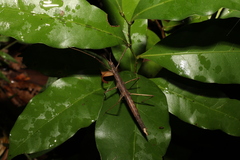 Pachymorpha