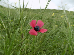 Papaver hybridum