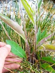 Hieracium lepidulum