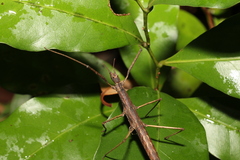 Pachymorpha