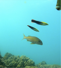 Labroides phthirophagus