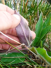 Hieracium lepidulum