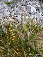 Hieracium lepidulum