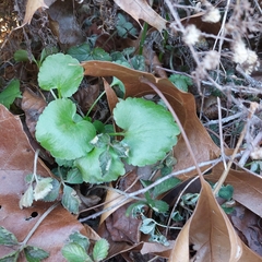 Ranunculus abortivus