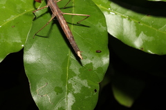 Pachymorpha