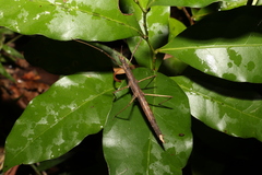 Pachymorpha