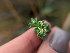 Euphorbia mesembryanthemifolia