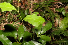 Beilschmiedia obtusifolia