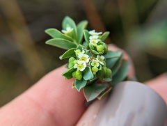 Euphorbia mesembryanthemifolia