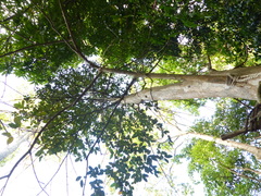Pimenta racemosa