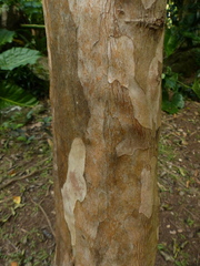 Pimenta racemosa