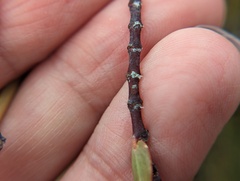 Euphorbia mesembryanthemifolia