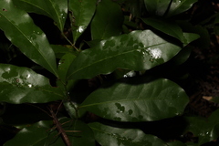 Beilschmiedia obtusifolia