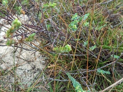 Euphorbia mesembryanthemifolia