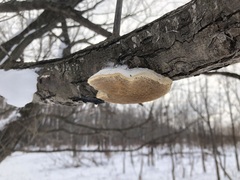 Trametes suaveolens