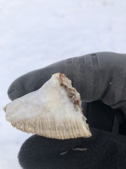 Trametes suaveolens