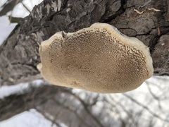Trametes suaveolens
