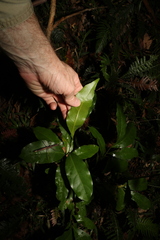 Beilschmiedia obtusifolia