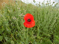 Papaver rhoeas