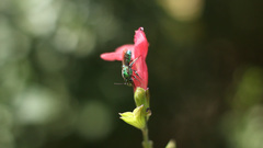 Pseudaugochlora graminea
