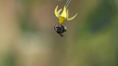 Exomalopsis