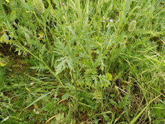 Papaver rhoeas