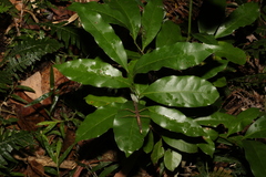 Beilschmiedia obtusifolia