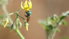 Pseudaugochlora graminea