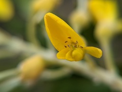 Sophora tomentosa