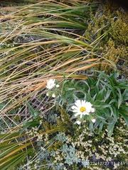 Dolichoglottis scorzoneroides