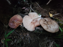 Pluteus