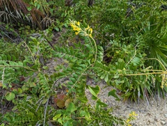 Sophora tomentosa