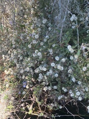 Ampelaster carolinianus