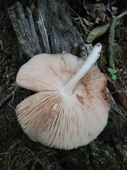 Pluteus