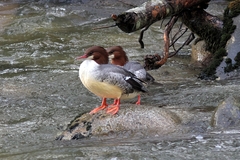 Mergus merganser