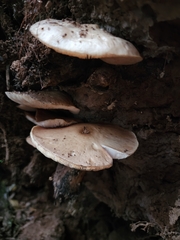 Pluteus