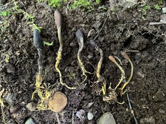 Ophiocordycipitaceae