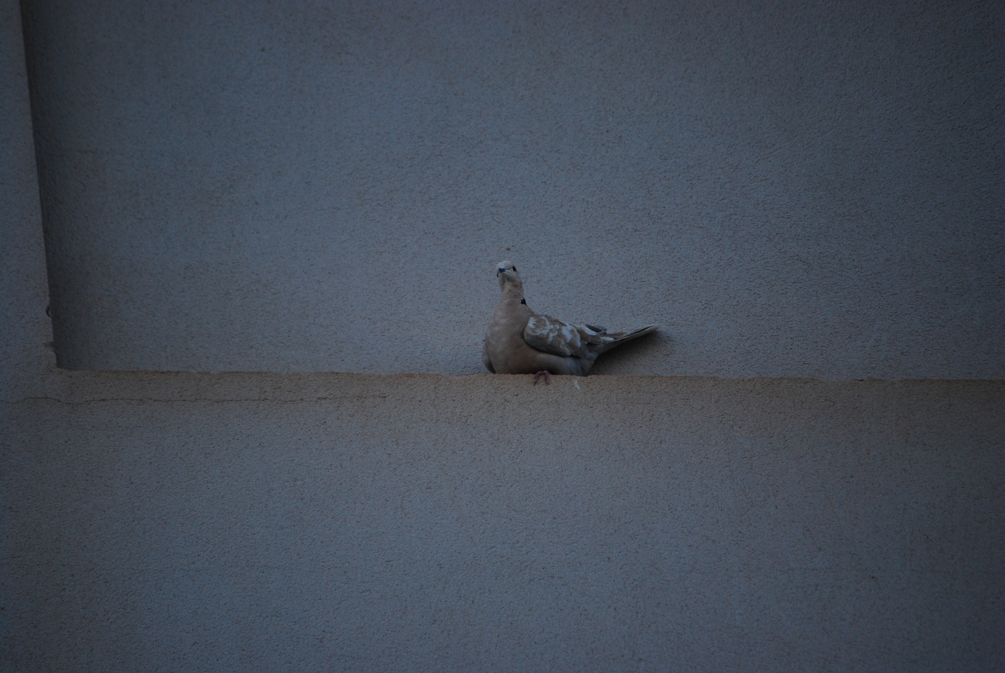 African Collared Dove