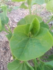 Aristolochia fimbriata