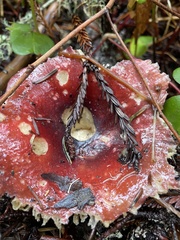 Russula rhodocephala