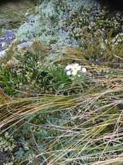 Dolichoglottis scorzoneroides