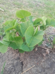 Aristolochia fimbriata