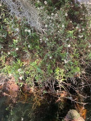 Ampelaster carolinianus