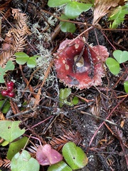Russula rhodocephala