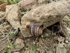 Helix albescens
