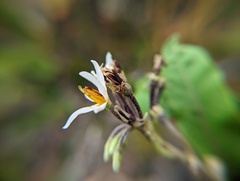 Solanum donianum