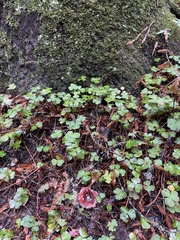 Russula rhodocephala