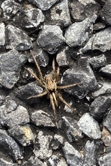 Artoriopsis