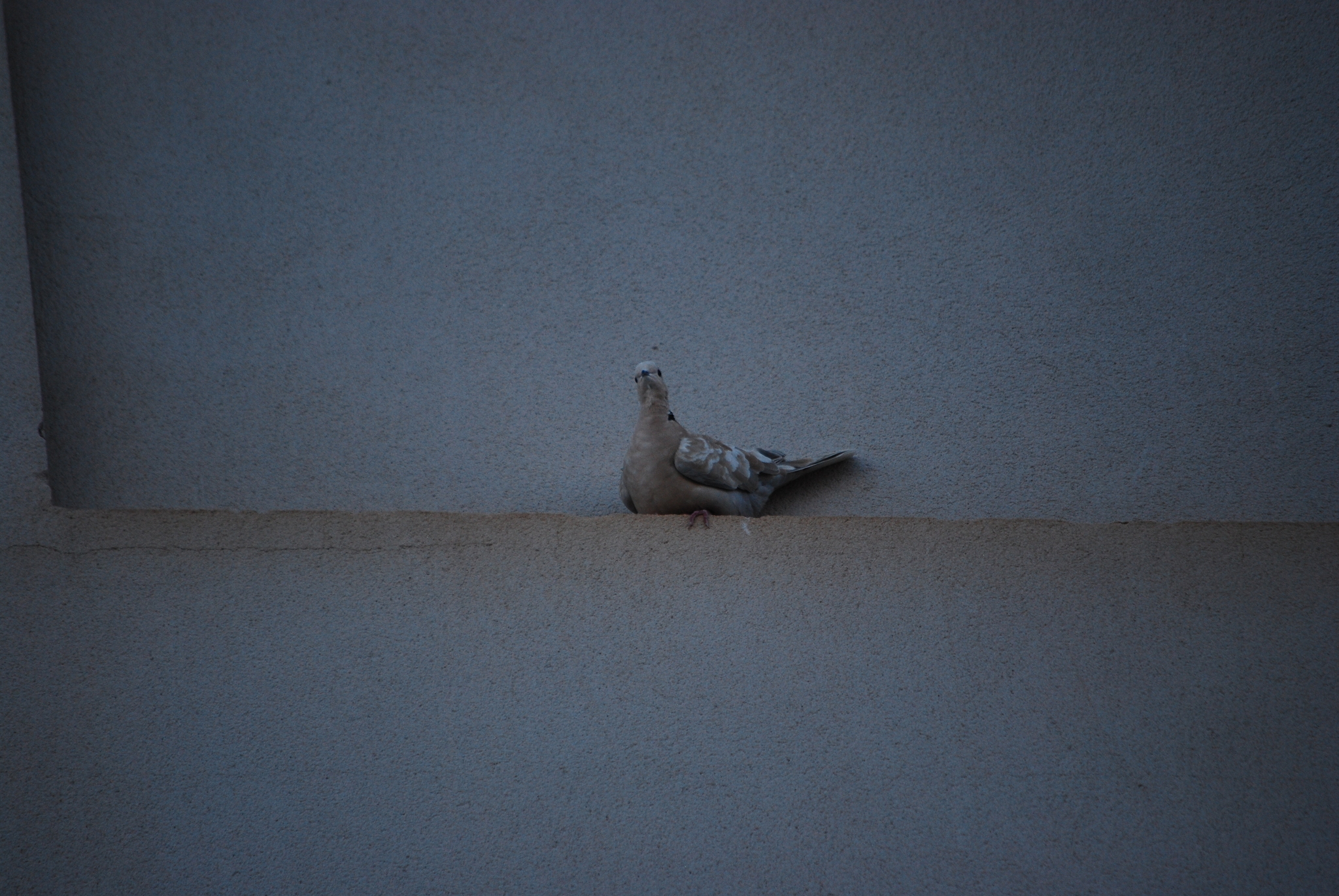 African Collared Dove